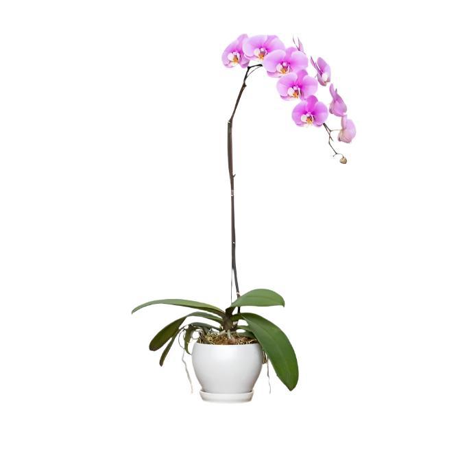 The Liliac Purple Orchid ( 1 Single Stem ) - Flowerplus.Co