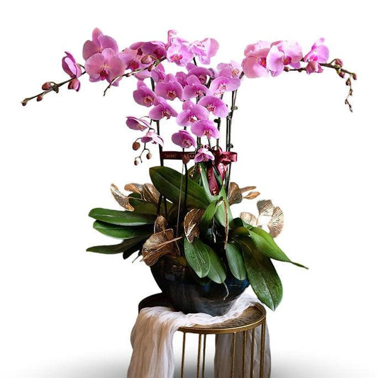 The Dark Purple Orchid ( 5 Single Stem ) - Flowerplus.Co