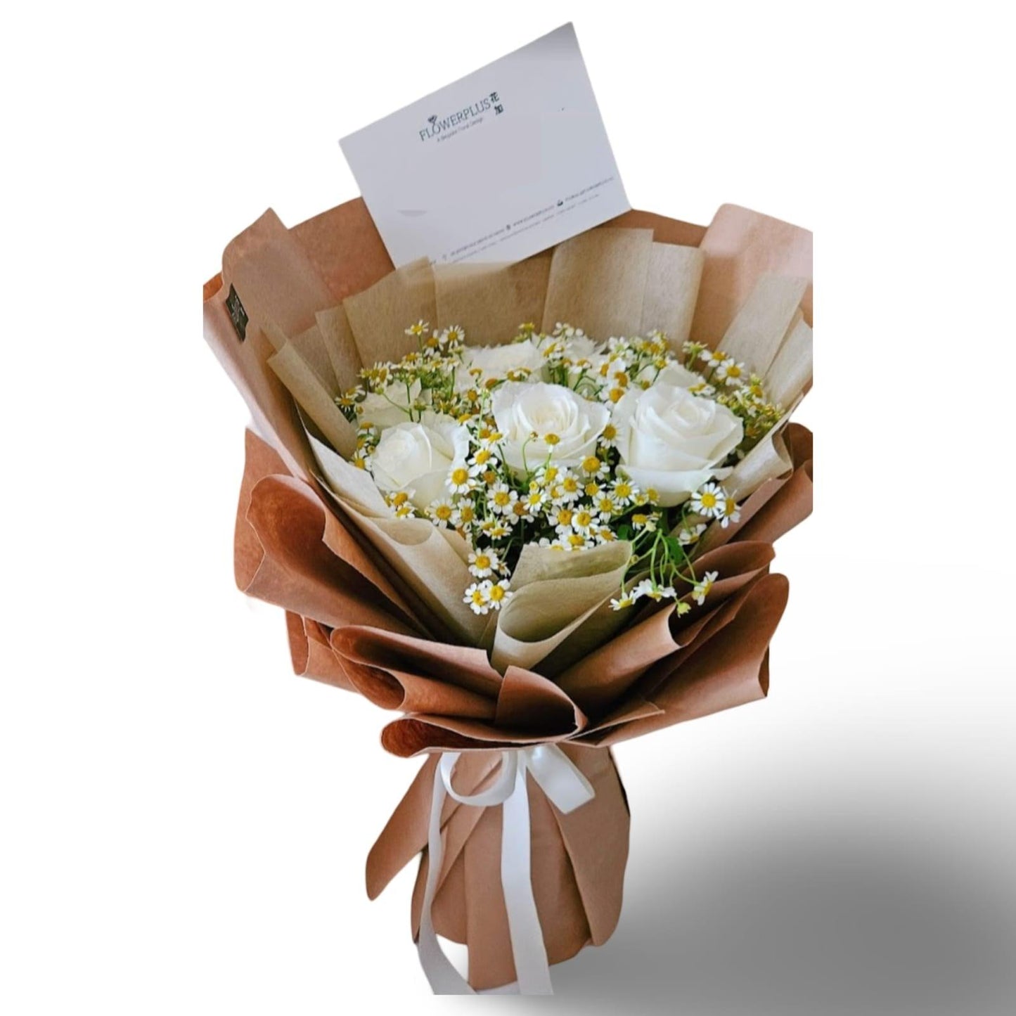 Cotton white - Flowerplus.Co