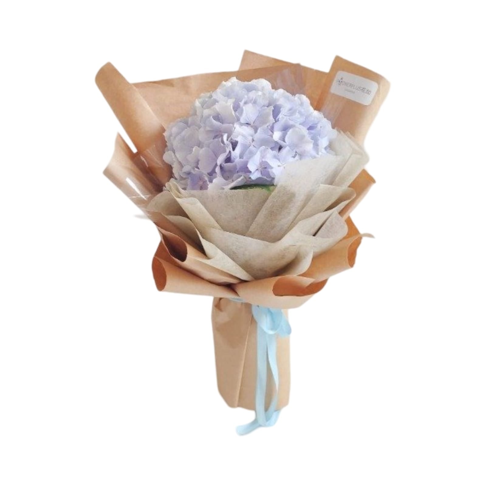 Conducting Hearts - Flowerplus.Co