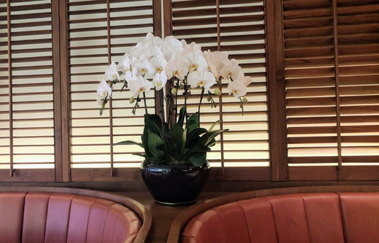 The White Orchid ( 8 Single Stem ) - Flowerplus.Co