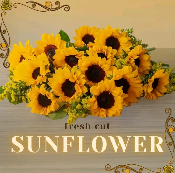 Sunflower - 5 stalks