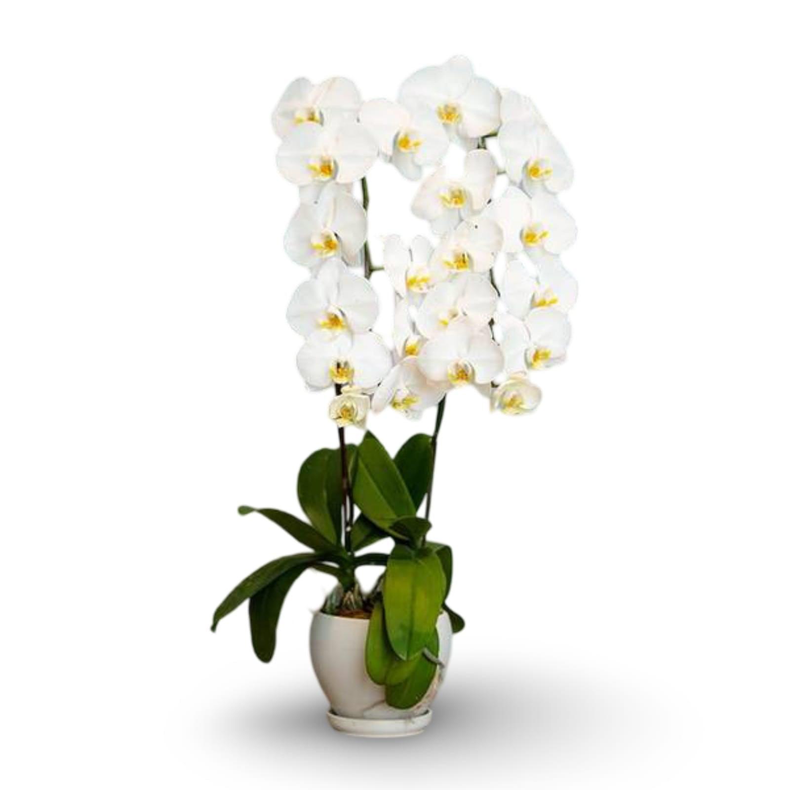 The White Orchid ( 2 Single Stem ) - Flowerplus.Co