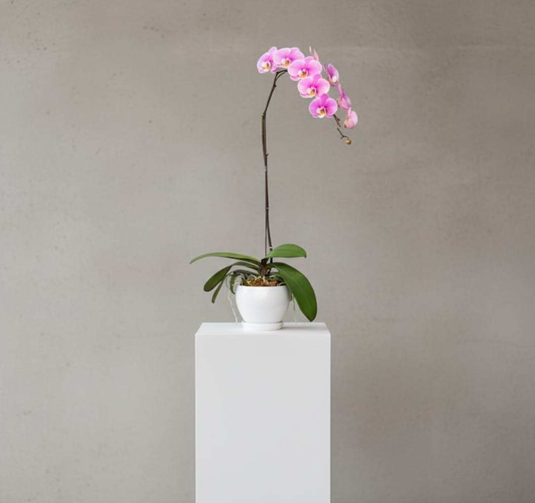 The Liliac Purple Orchid ( 1 Single Stem )