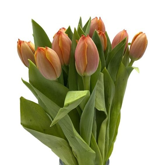 Classic Tulips (Small) - Self Collections