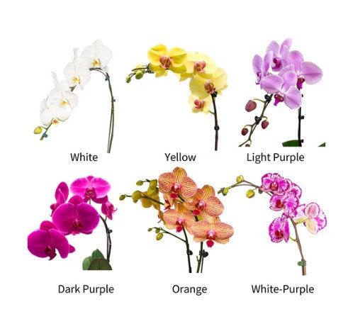 The Dark Purple Orchid ( 5 Single Stem ) - Flowerplus.Co
