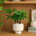 Pachira Aquatica (Money Tree 发财树) in Ceramic Pot  ( Plant Plus Series )