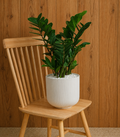 Zamioculcas Zamiifolia (ZZ) in Ceramic Pot ( Plant Plus Series )