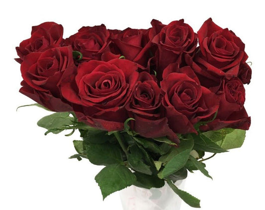 Rose Explorer Red - China - Flowerplus.Co