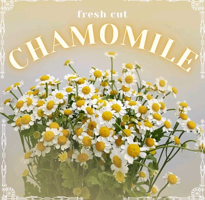 Chamomile - 5 Stalk