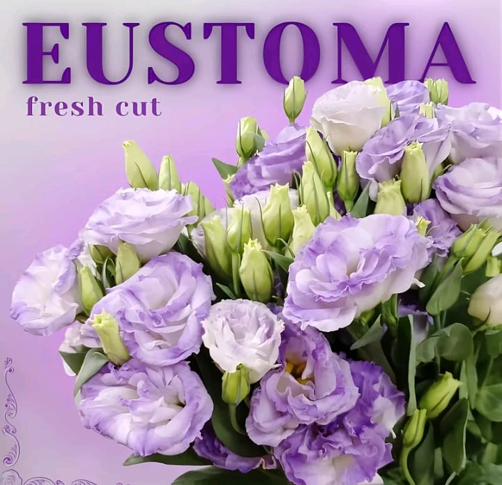 Eustoma - 5 Stalk