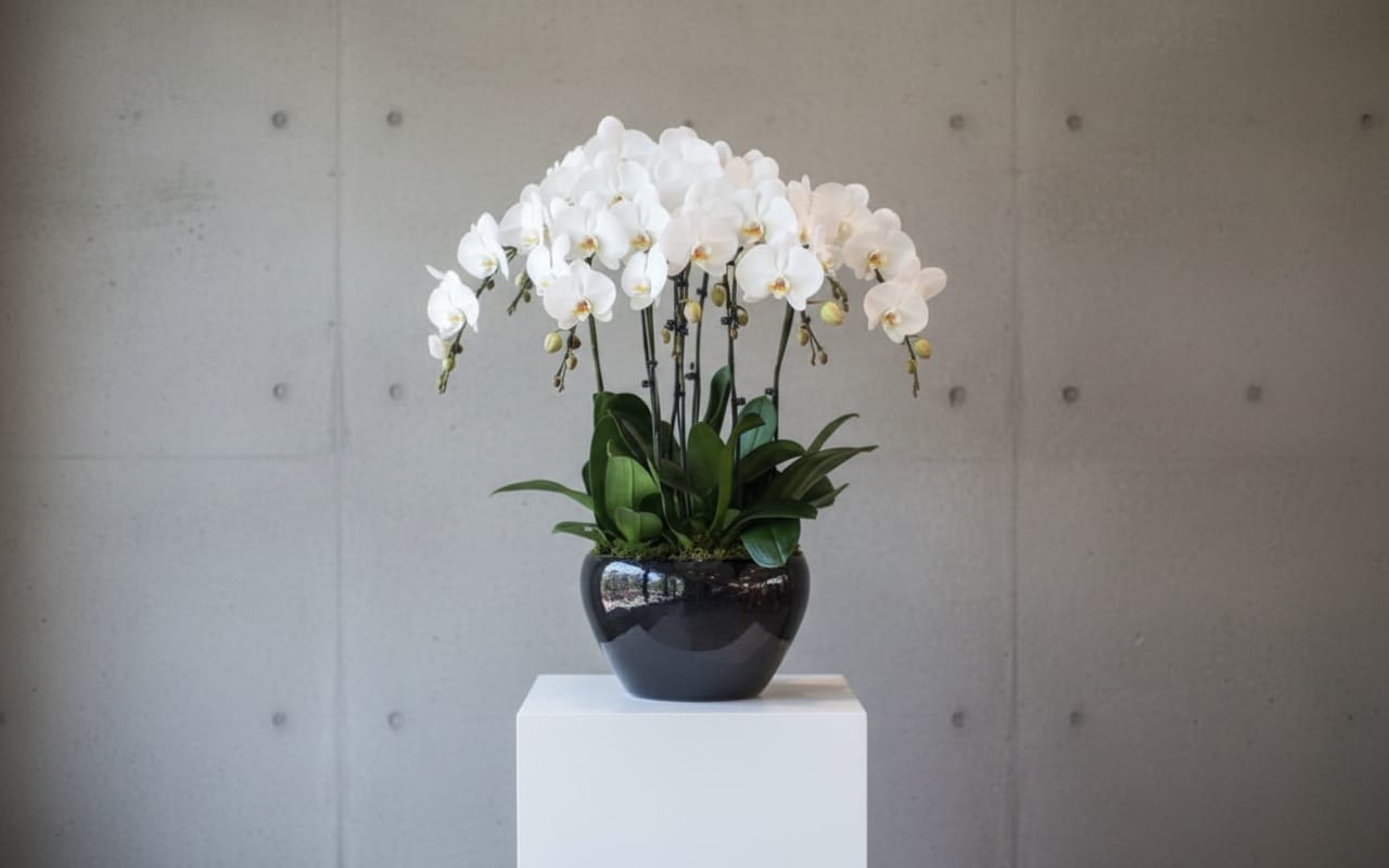 The White Orchid ( 8 Single Stem )