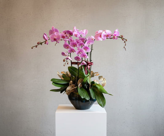 The Dark Purple Orchid ( 5 Single Stem )