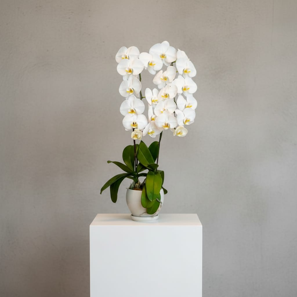 The White Orchid ( 2 Single Stem )