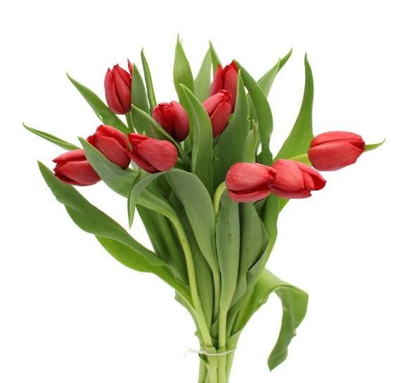 Classic Tulips (Small) - Self Collections - Flowerplus.Co