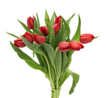 Classic Tulips (Small) - Self Collections