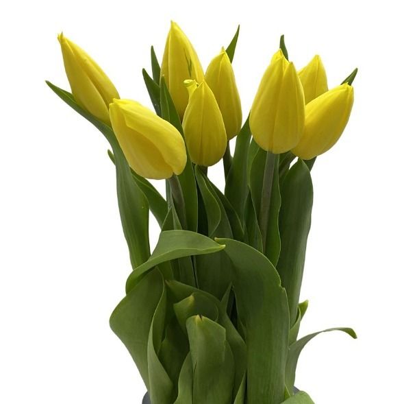 Classic Tulips (Small) - Self Collections