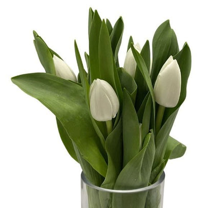 Classic Tulips (Small) - Self Collections