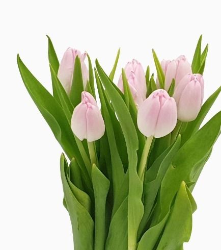 Classic Tulips (Small) - Self Collections
