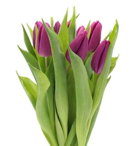 Classic Tulips (Small) - Self Collections - Flowerplus.Co